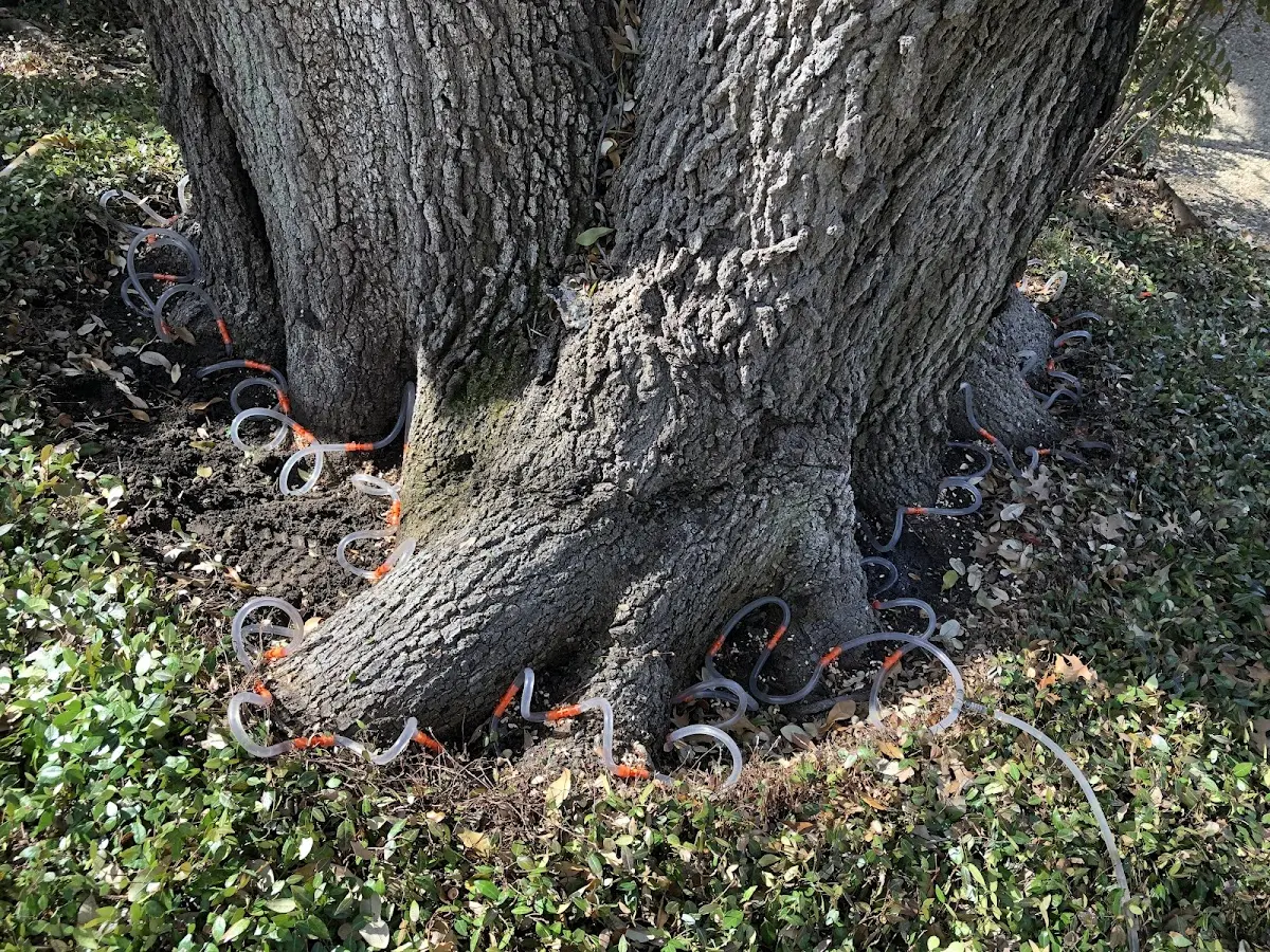 Detailed Tree Cabling and Bracing job site in Maytown