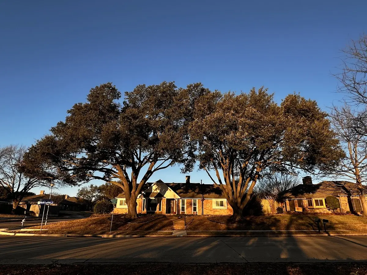 Established residential canopy tree shading a home in Maytown